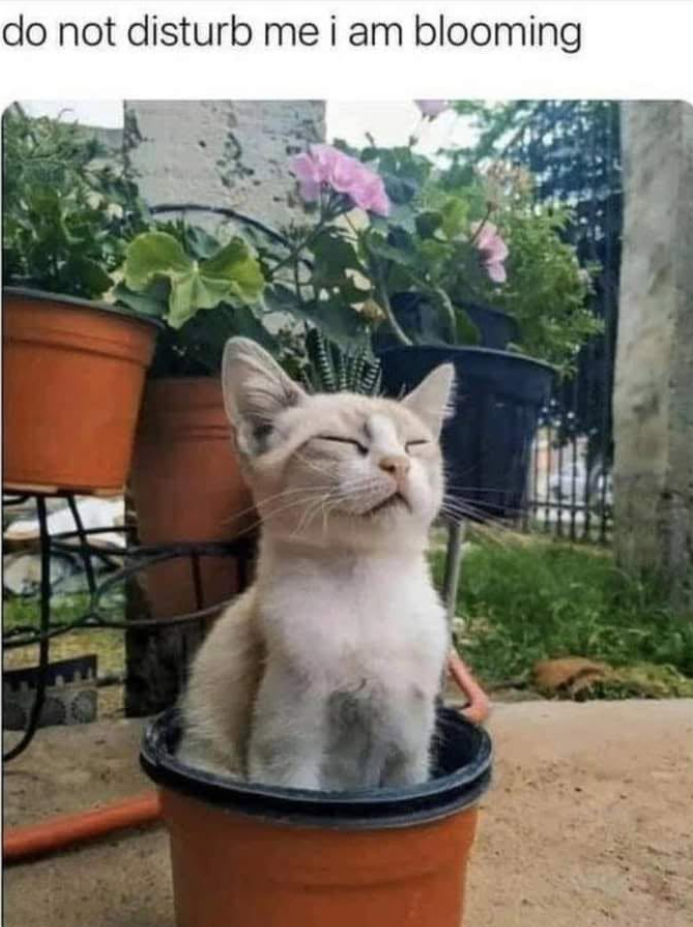 do not disturb me i am blooming
