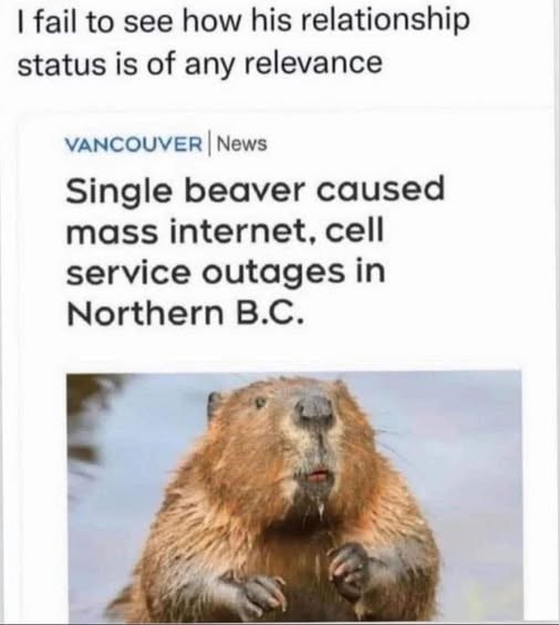 I fail to see how his relationship status is of any relevance VANCOUVER | News Single beaver caused mass internet, cell service outages in Northern B.C.