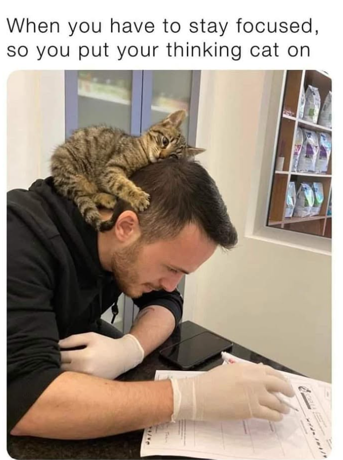 When you have to stay focused, so you put your thinking cat on