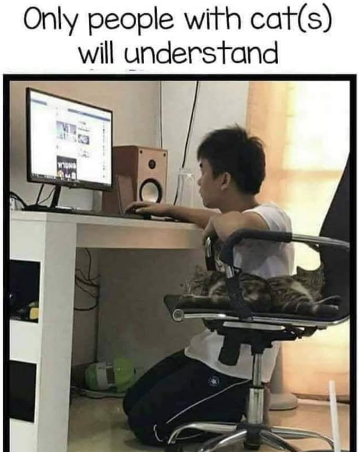 Only people with cat(s) will understand