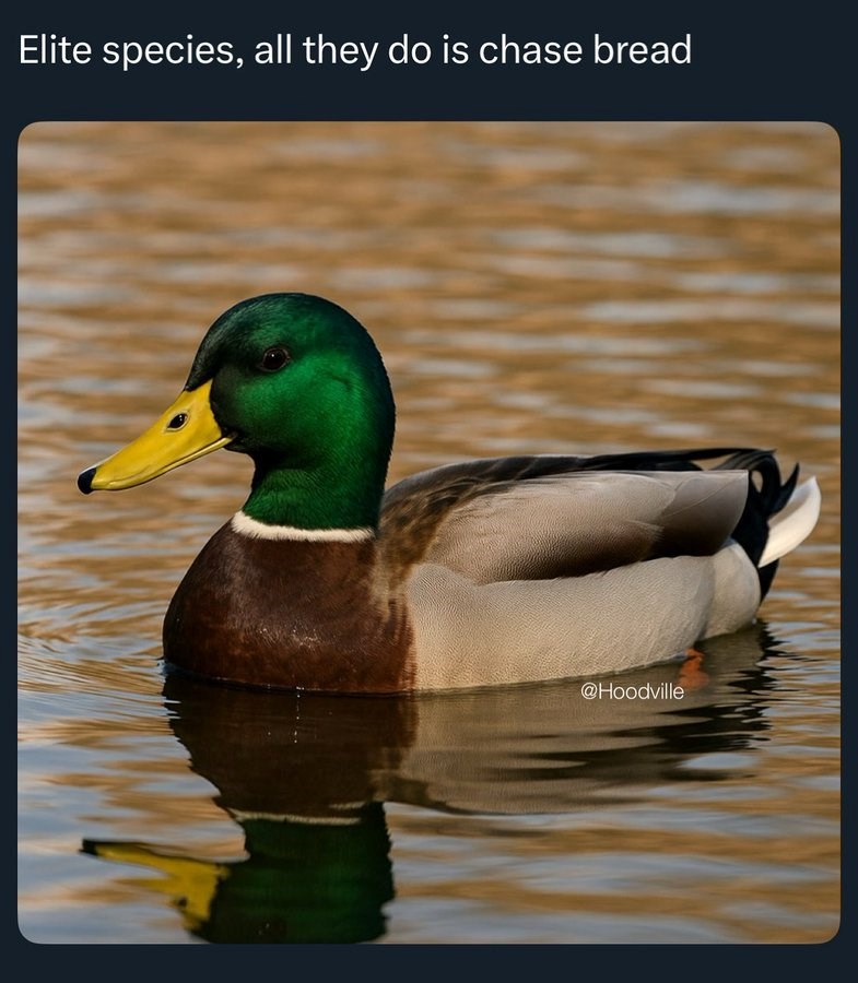 Elite species, all they do is chase bread @Hoodville