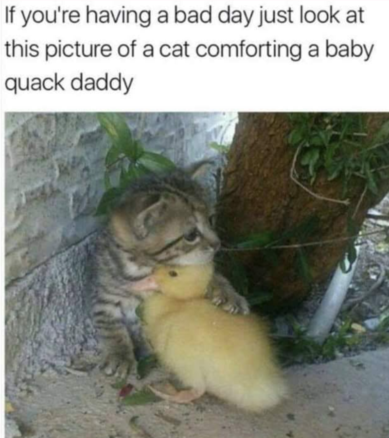 If you're having a bad day just look at this picture of a cat comforting a baby quack daddy