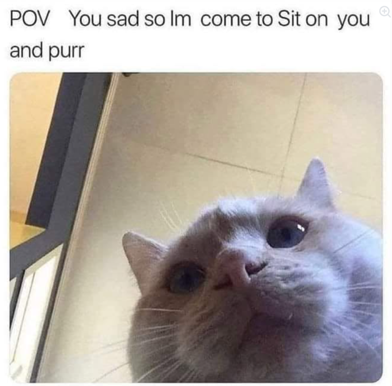 POV You sad so Im come to Sit on you and purr