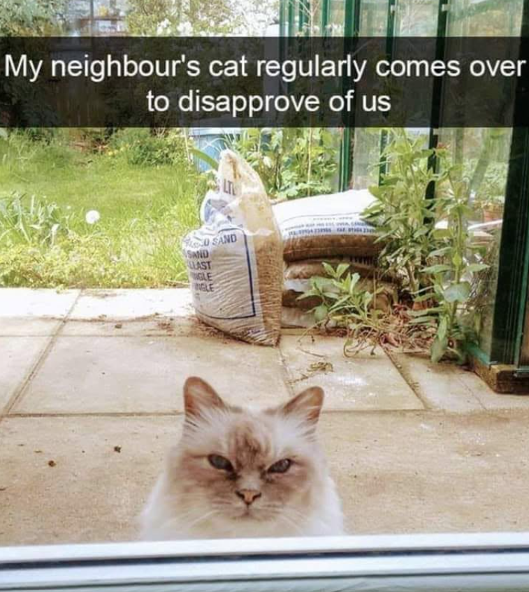 My neighbour's cat regularly comes over to disapprove of us SAND SAND ALLAST GLE NGLE