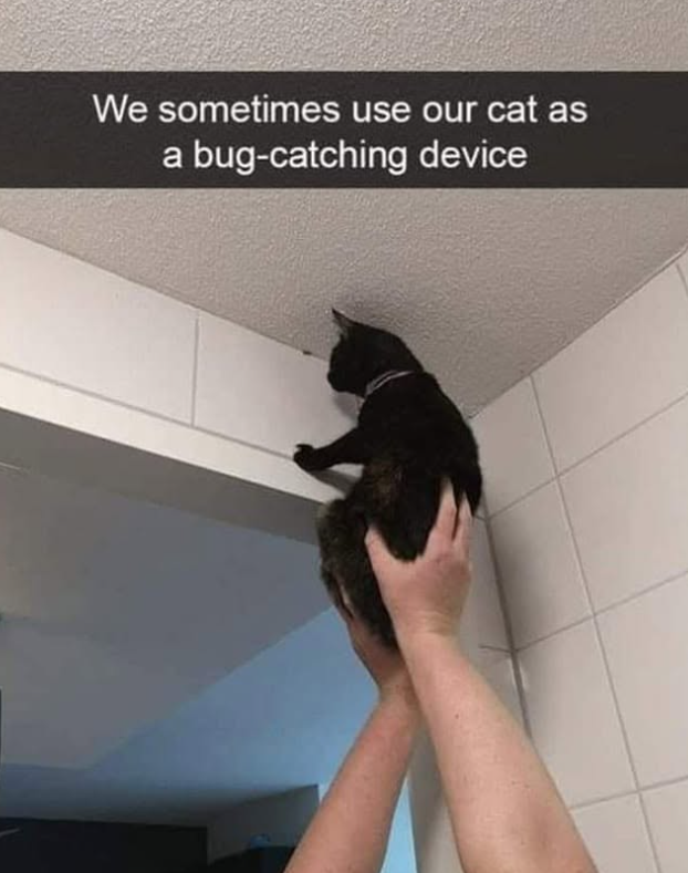 We sometimes use our cat as a bug-catching device