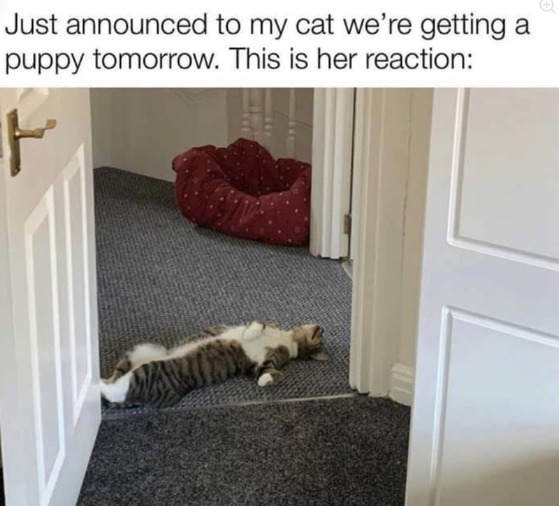 Just announced to my cat we're getting puppy tomorrow. This is her reaction: ㅏ