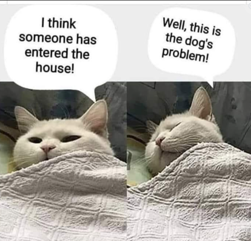 I think someone has entered the house! Well, this is the dog's problem!