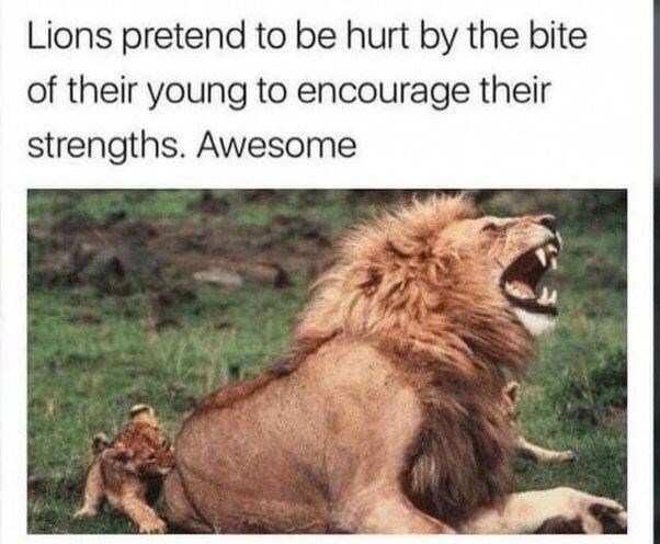 Lions pretend to be hurt by the bite of their young to encourage their strengths. Awesome