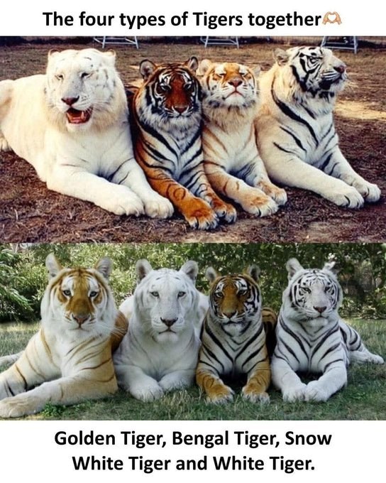 The four types of Tigers together Golden Tiger, Bengal Tiger, Snow White Tiger and White Tiger.
