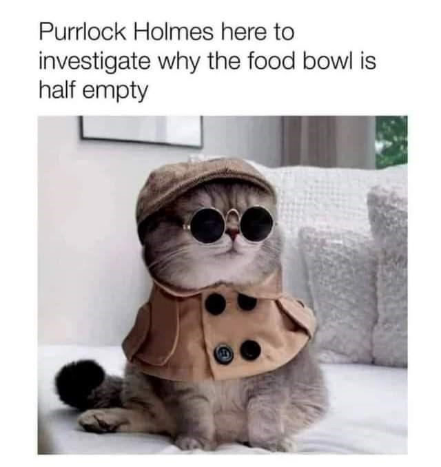 Purrlock Holmes here to investigate why the food bowl is half empty