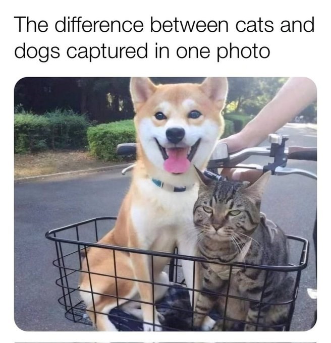 The difference between cats and dogs captured in one photo.