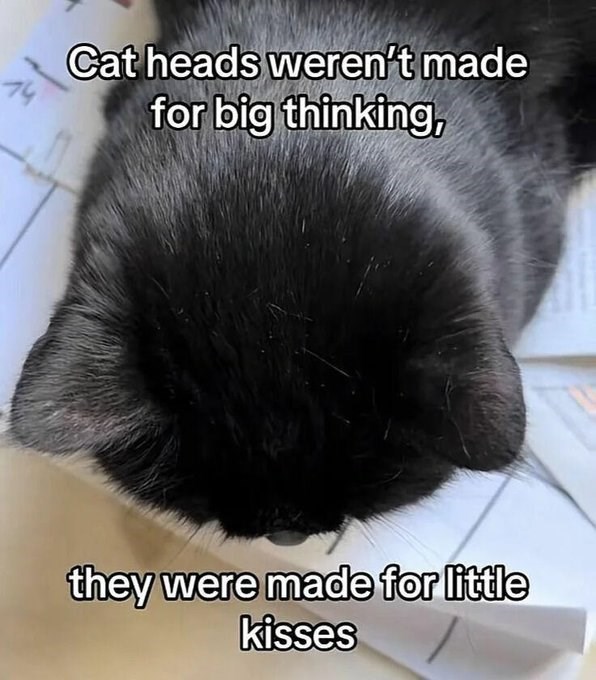 14 Cat heads weren't made for big thinking, they were made for little kisses