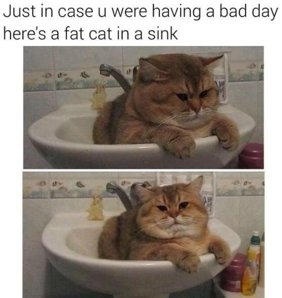 Just in case u were having a bad day here's a fat cat in a sink
