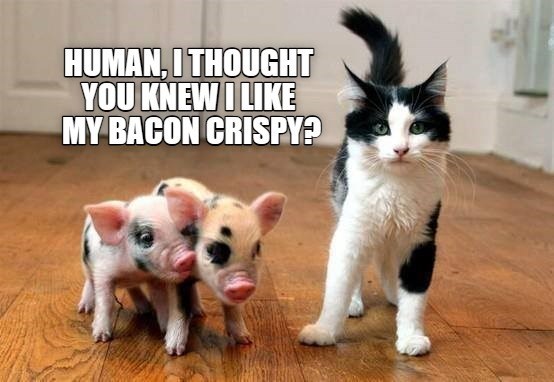 Cheezburger Image 10647949568