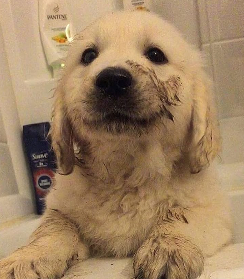 Suave PANTENE