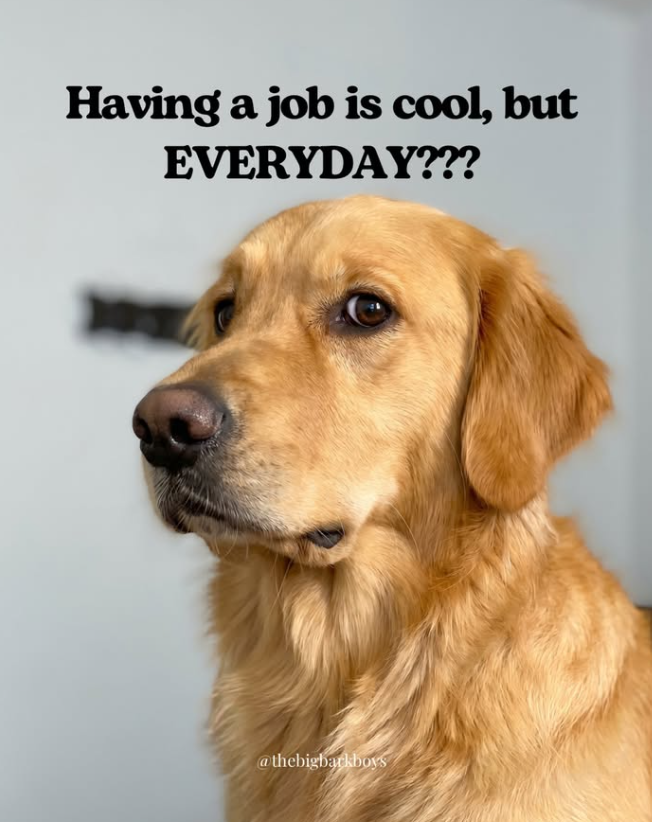 Having a job is cool, but EVERYDAY??? @thebigbarkboys