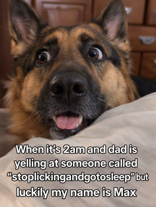 When it's 2am and dad is yelling at someone called "stoplickingandgotosleep" but luckily my name is Max