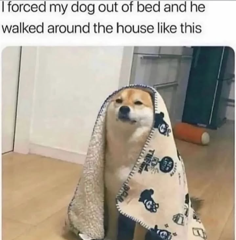 I forced my dog out of bed and he walked around the house like this THE