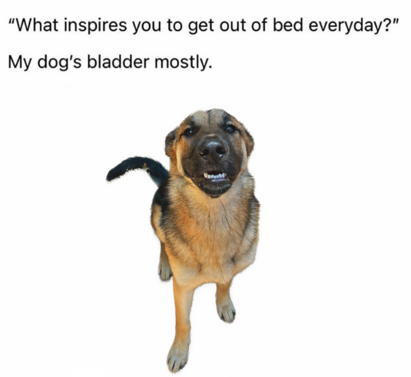 "What inspires you to get out of bed everyday?" My dog's bladder mostly.