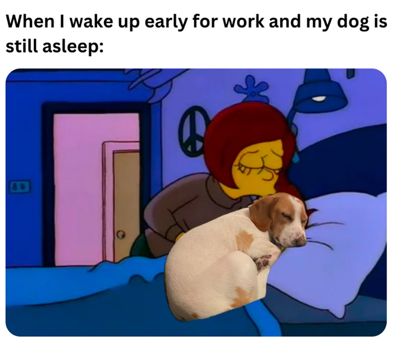 When I wake up early for work and my dog is still asleep: