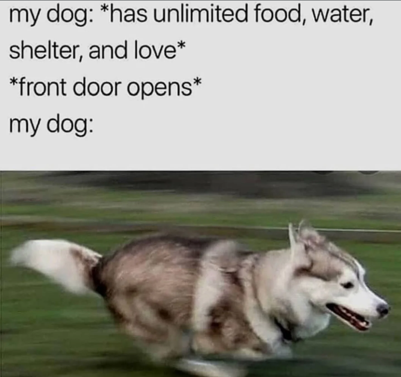 my dog: *has unlimited food, water, shelter, and love* *front door opens* my dog: