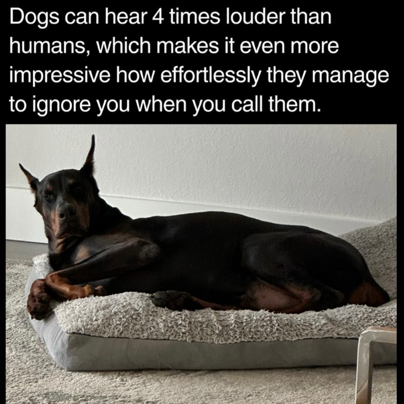 Dogs can hear 4 times louder than humans, which makes it even more impressive how effortlessly they manage to ignore you when you call them.