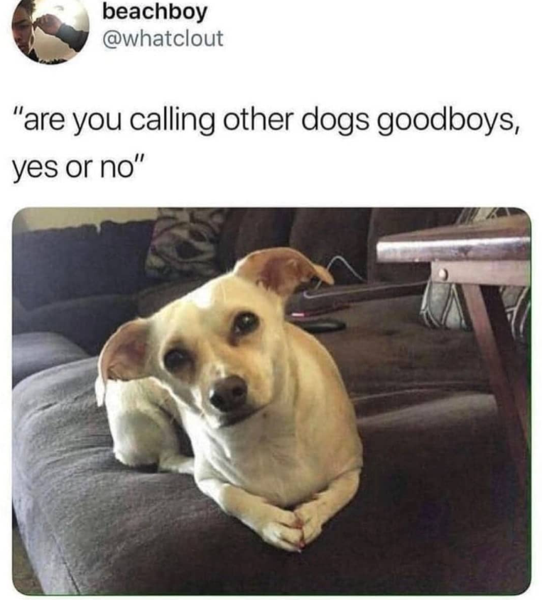 beachboy @whatclout "are you calling other dogs good boys, yes or no"