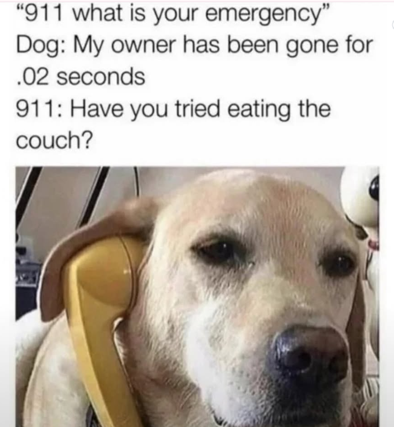 "911 what is your emergency" Dog: My owner has been gone for .02 seconds 911: Have you tried eating the couch?