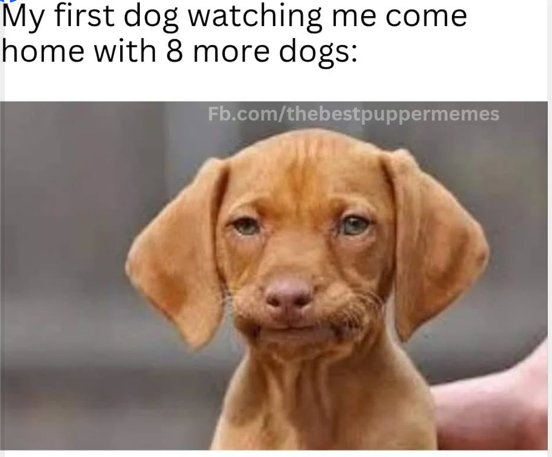 My first dog watching me come home with 8 more dogs: Fb.com/thebestpuppermemes