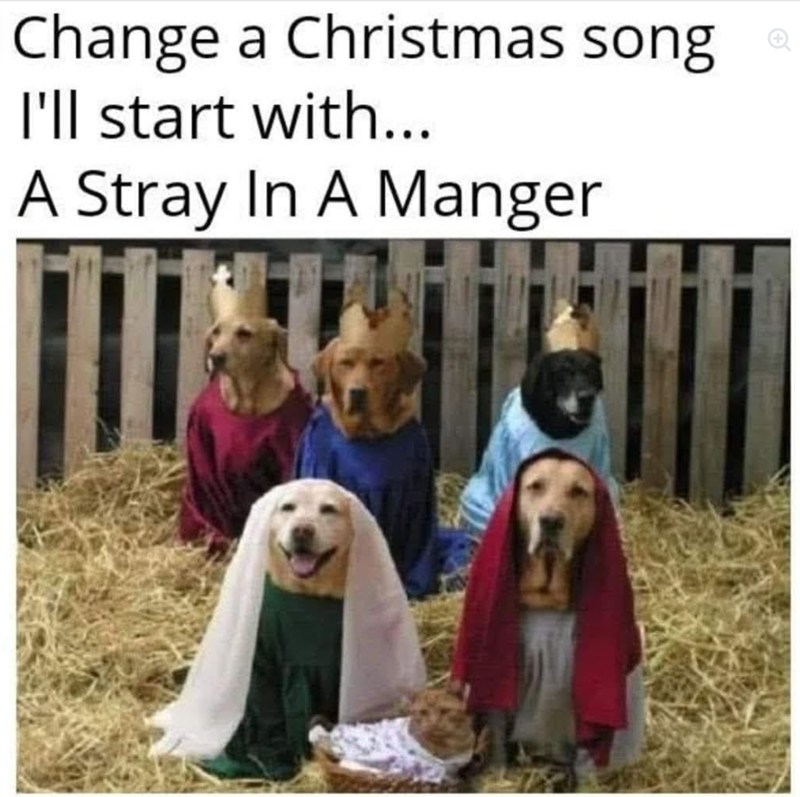 Change a Christmas song I'll start with... A Stray In A Manger