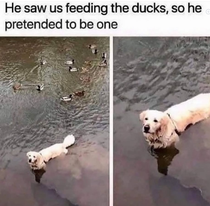 He saw us feeding the ducks, so he pretended to be one