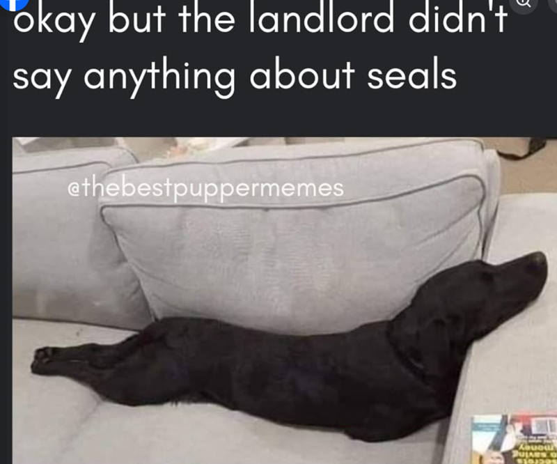 okay but the landlord didn't say anything about seals ethebestpuppermemes Kouou PULARS