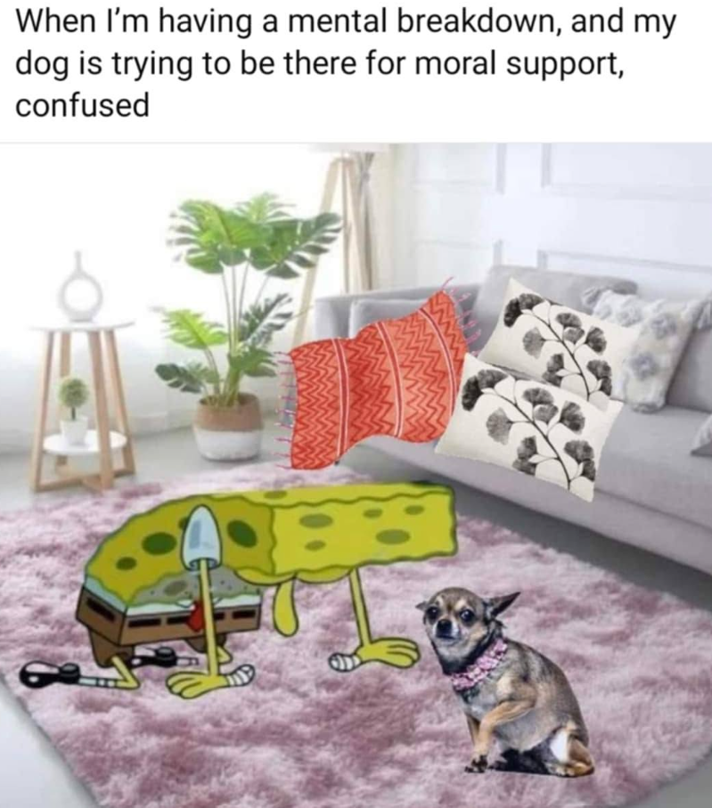 When I'm having a mental breakdown, and my dog is trying to be there for moral support, confused