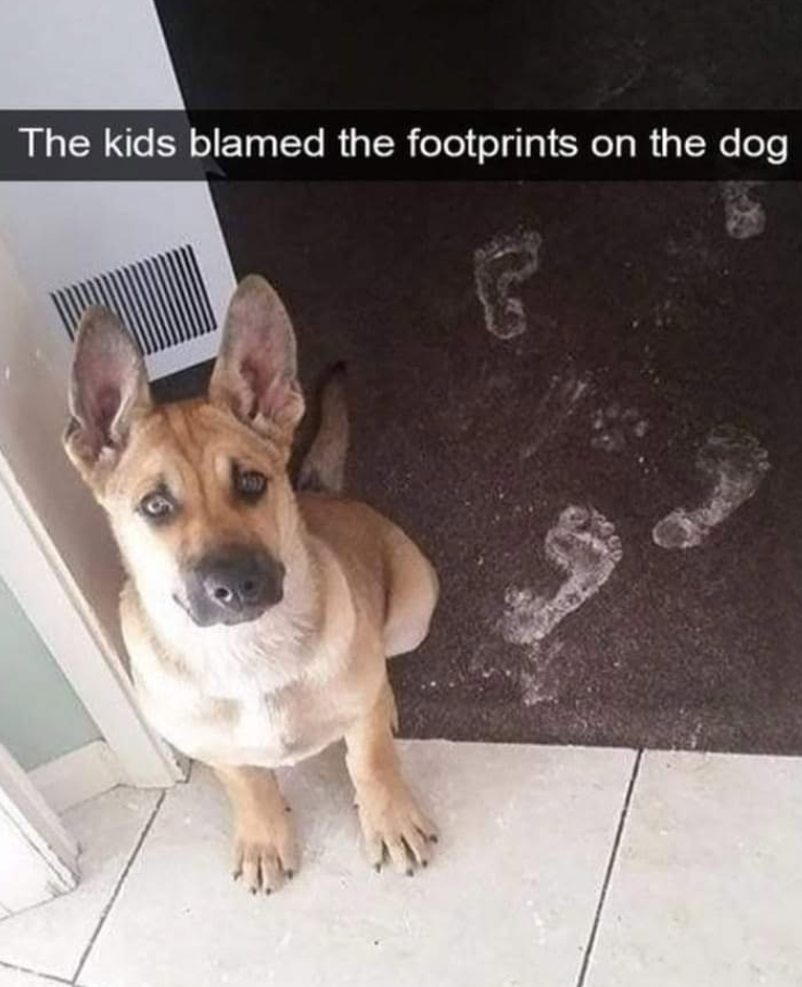 The kids blamed the footprints on the dog