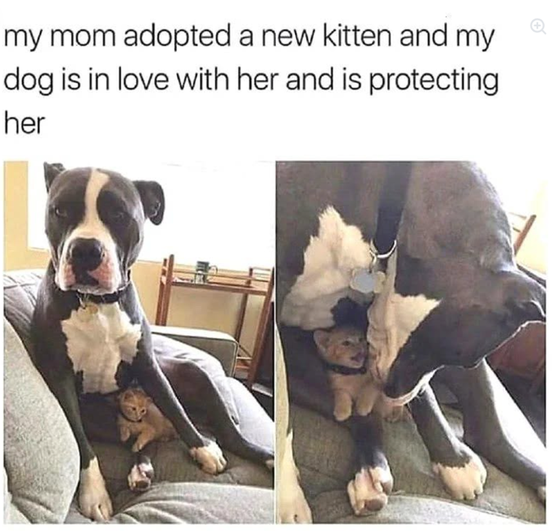 my mom adopted a new kitten and my dog is in love with her and is protecting her