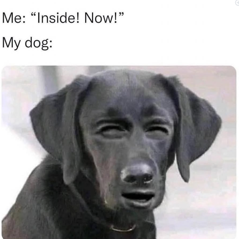 Me: "Inside! Now!" My dog: +
