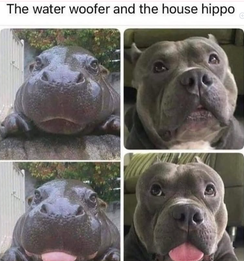 The water woofer and the house hippo