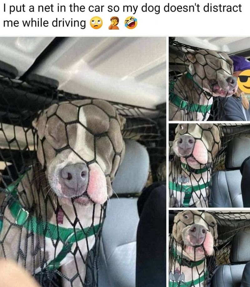 I put a net in the car so my dog doesn't distract me while driving
