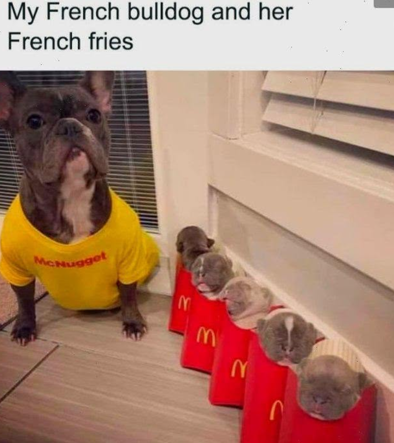 My French bulldog and her French fries McNugget M M 2
