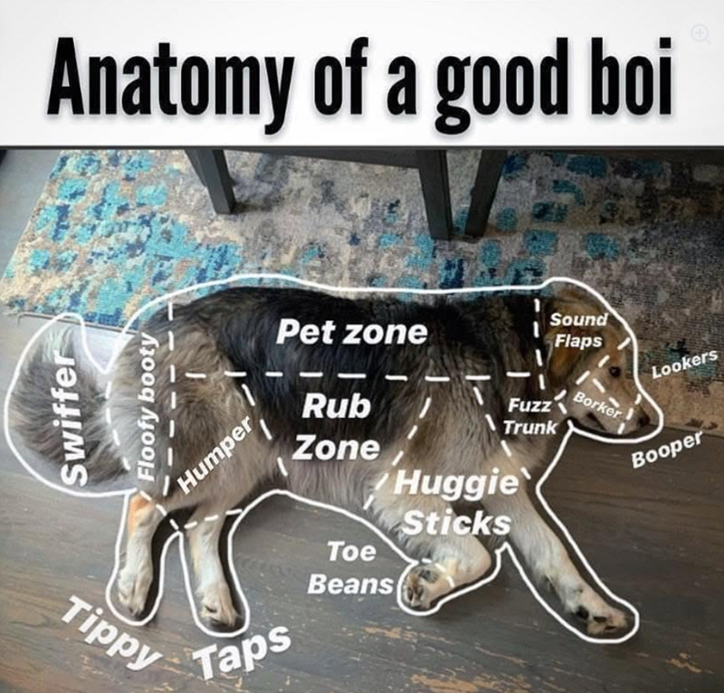 Anatomy of a good boi Swiffer Floofy booty Tippy Humper Pet zone Rub Zone Sound Flaps Fuzz Borker Trunk Huggie Sticks Toe Taps Beans Lookers Booper