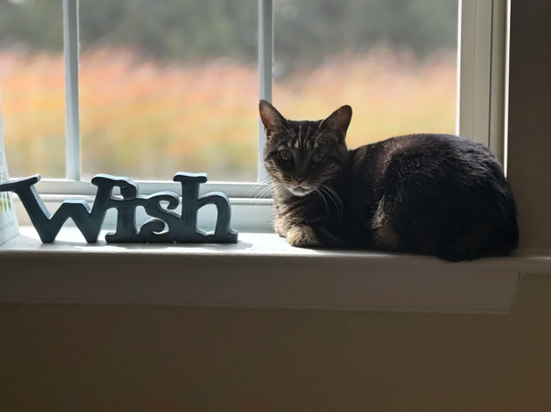 Wish