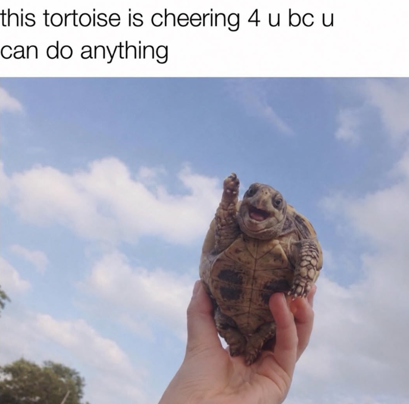 this tortoise is cheering 4 u bc u can do anything