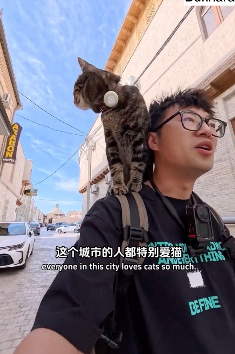 AMABON HOTEL 这个城市的人都特别爱猫 O ADIC ANDEVERYTHING everyone in this city loves cats so much. BEFINE
