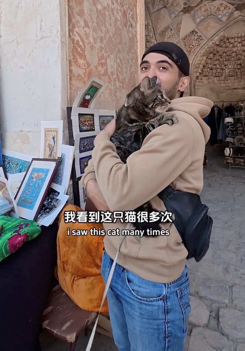 我看到这只猫很多次 i saw this cat many times