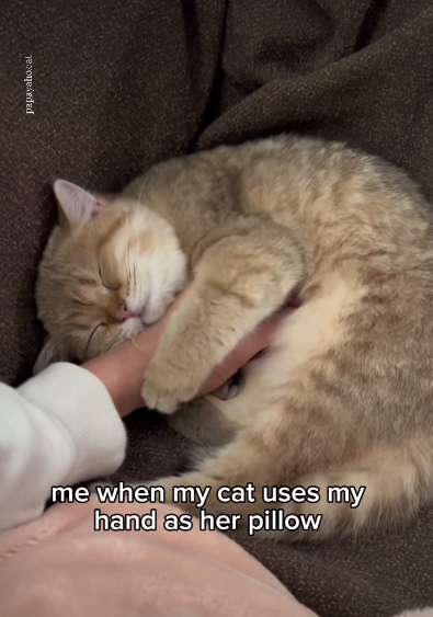 me when my cat uses my hand as her pillow papayaho.cal