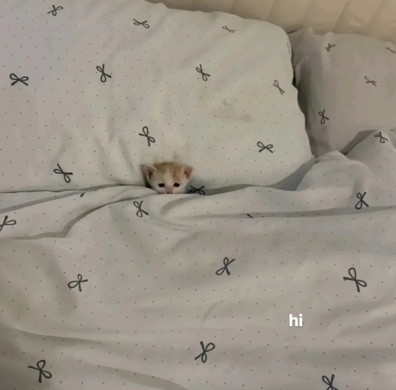 & & جل & & де hi f