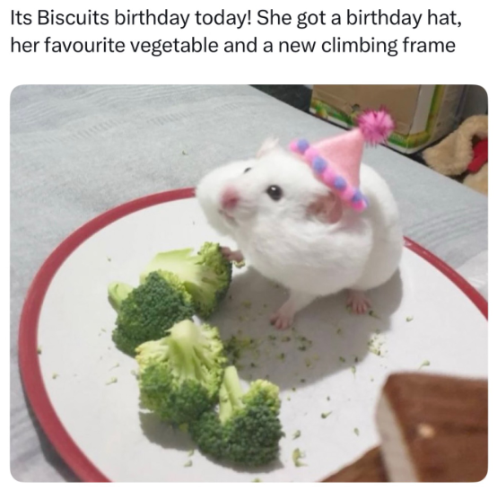 Its Biscuits birthday today! She got a birthday hat, her favourite vegetable and a new climbing frame