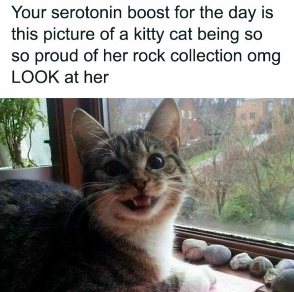 Your serotonin boost for the day is this picture of a kitty cat being so so proud of her rock collection omg LOOK at her