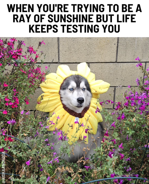 @KISKAANDKODA WHEN YOU'RE TRYING TO BE A RAY OF SUNSHINE BUT LIFE KEEPS TESTING YOU