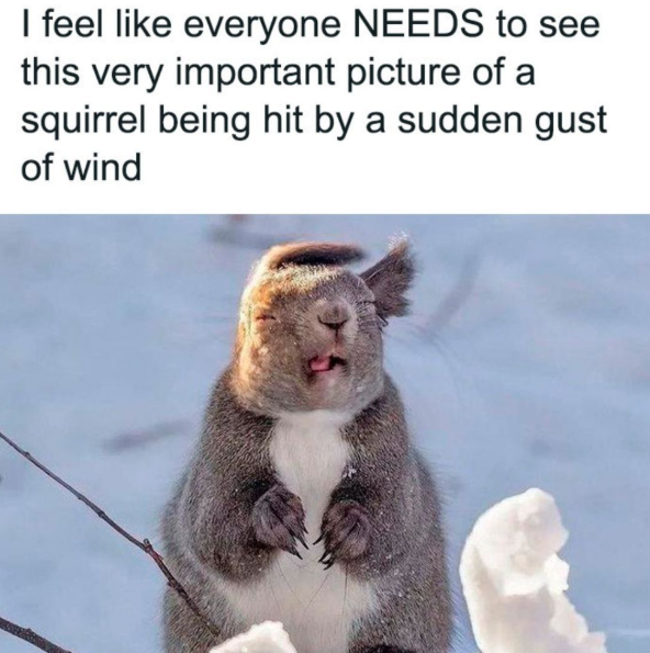 I feel like everyone NEEDS to see this very important picture of a squirrel being hit by a sudden gust of wind